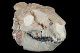 Fossil Oreodont (Merycoidodon) Skull - Wyoming #175650-2